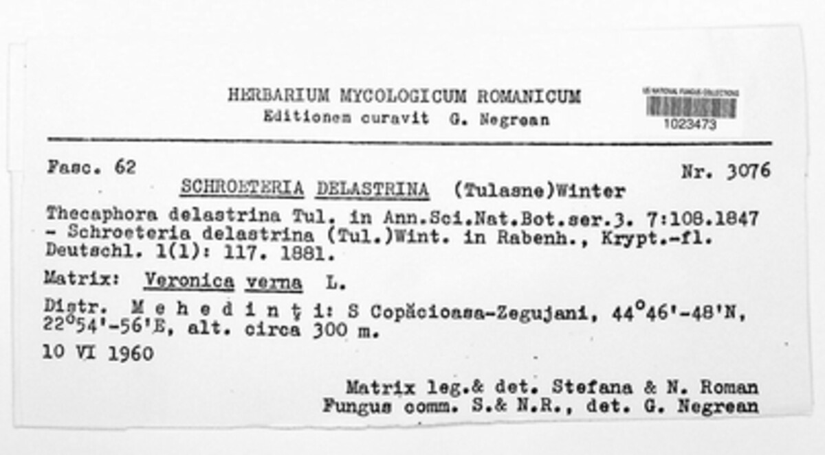 Schroeteria delastrina image